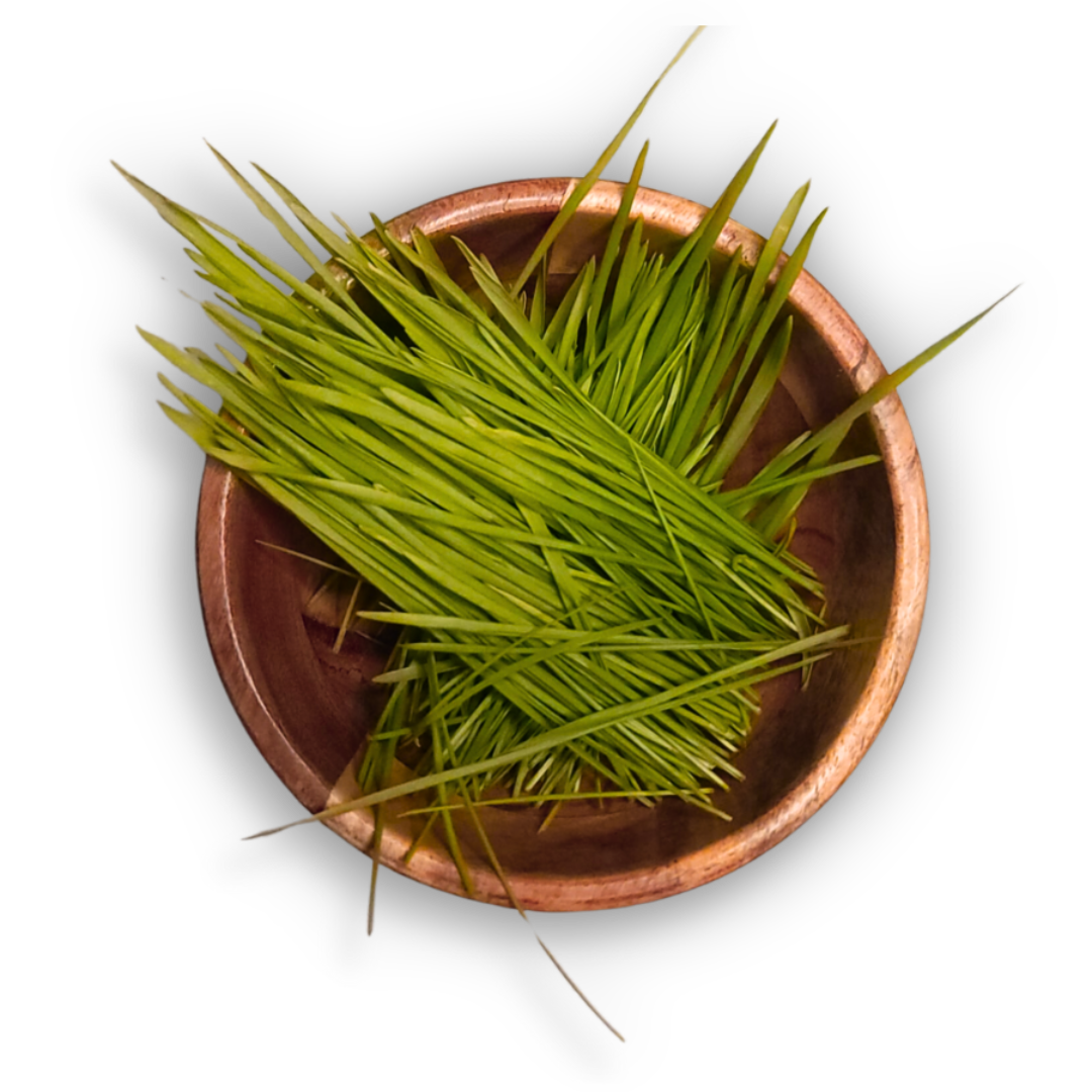 Wheatgrass